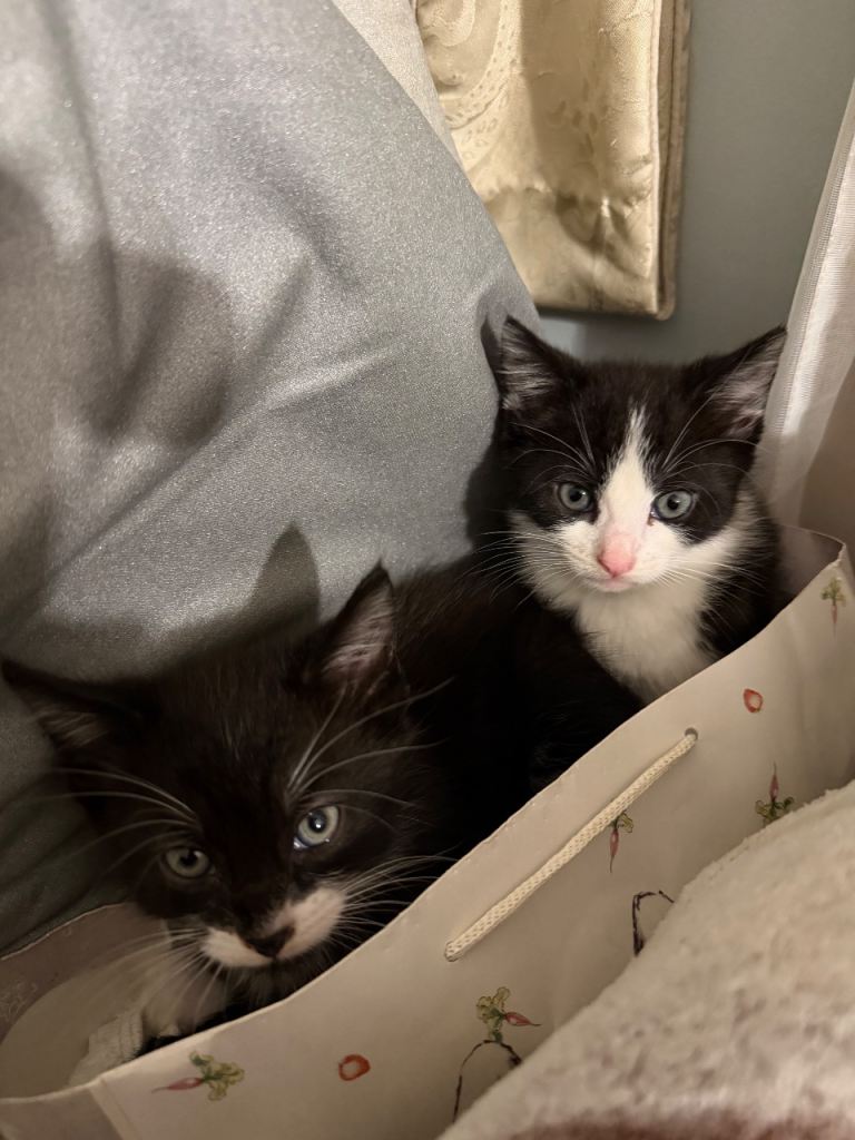 Two Adorable Kittens for Sale! 