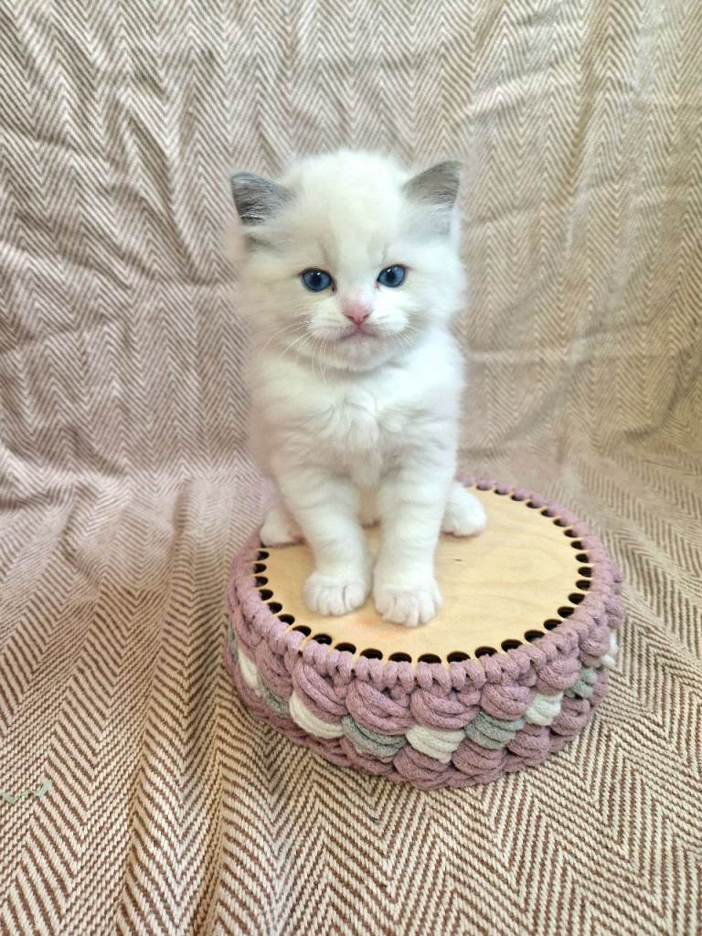 ✨️Stunning Pedigree Ragdoll Kitten ✨️