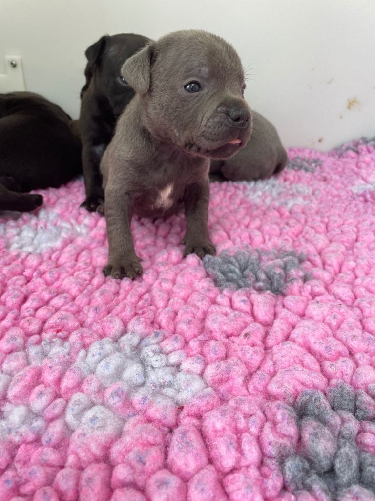 Kc Staffordshire bull terriers 