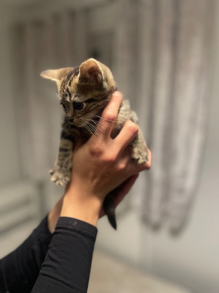 Beautiful most loving kittens for sale mixed colours 