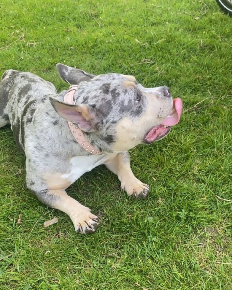 2 Year Old Pocket Bully for adoption!