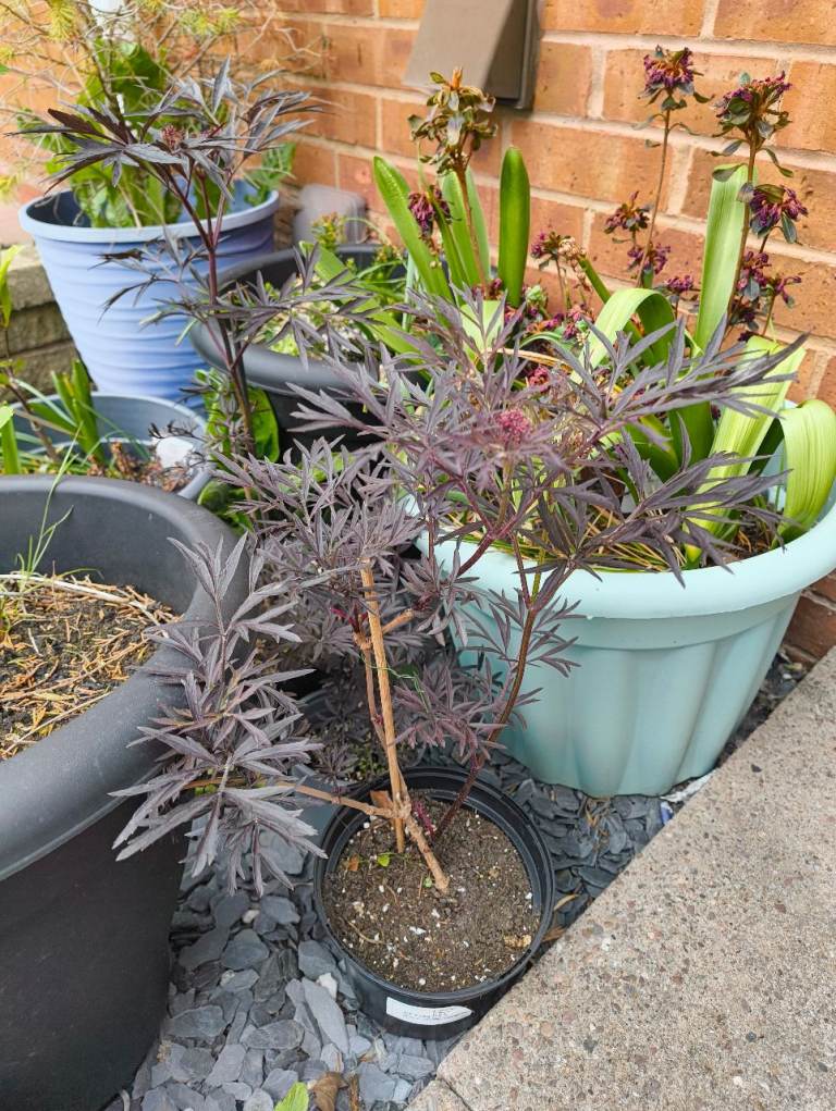 Pink lace plant (tree)