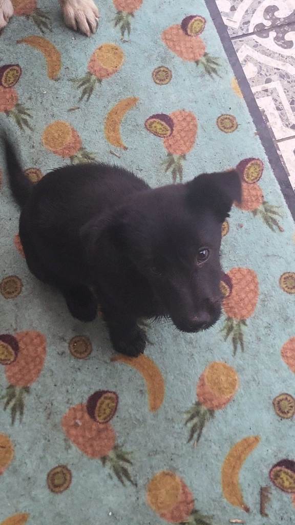 Mixed breed pups for sale