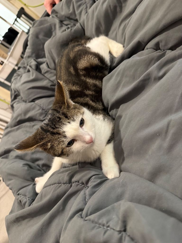 Make kitten for sale