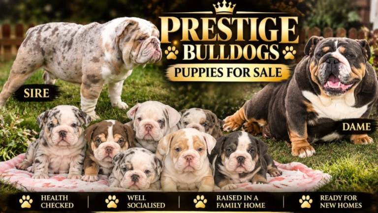 💥💥 English Bulldog Pups 💥💥