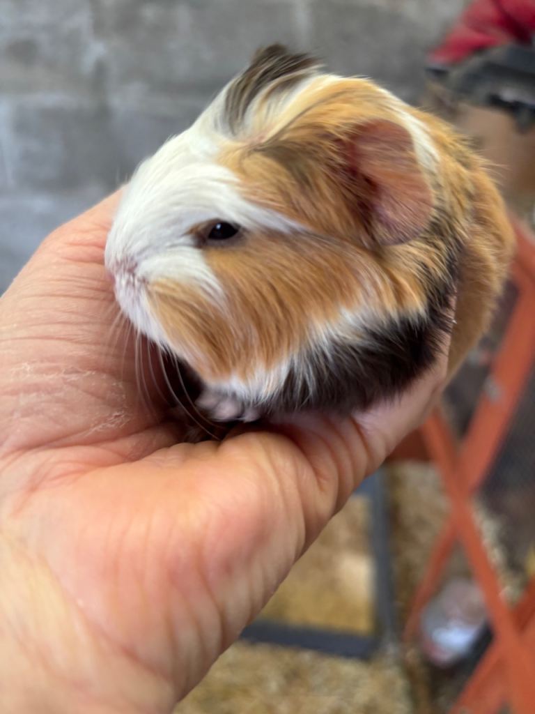 Adorable baby Guinea pigs