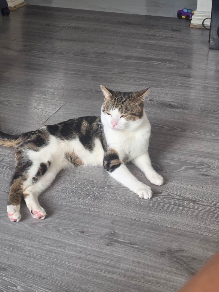 MALE CAT SEEKING A LOVING HOME 