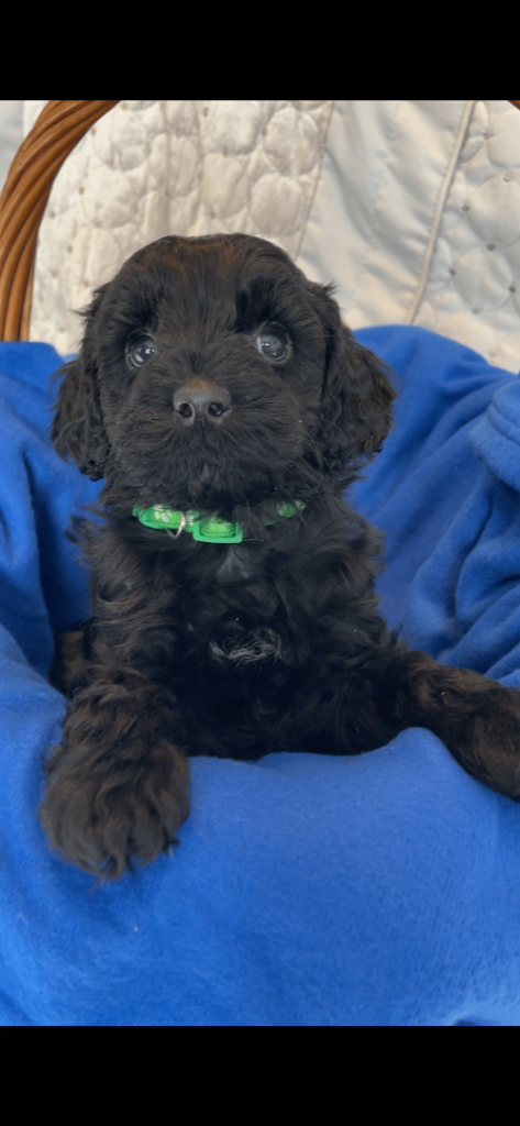 F1 b Cockapoo Puppies Ready To Leave :-)