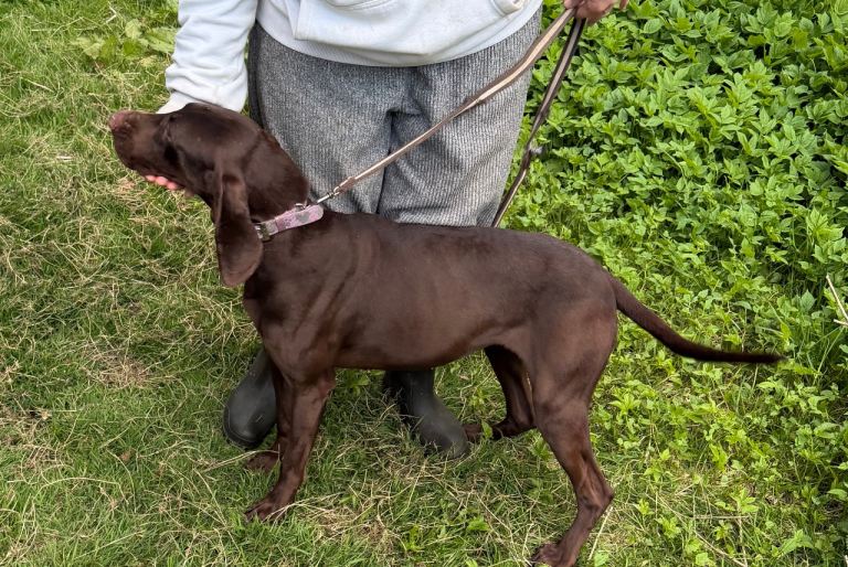 German shorthair pointer x vizsla 