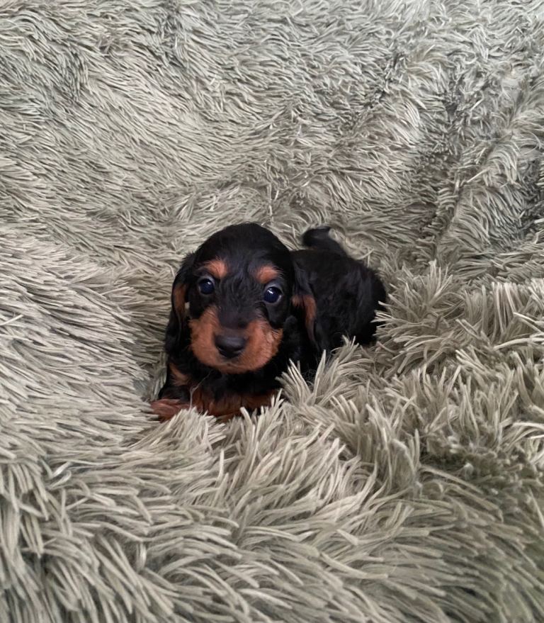 Daxiepoo dachshund x toy poodle puppies