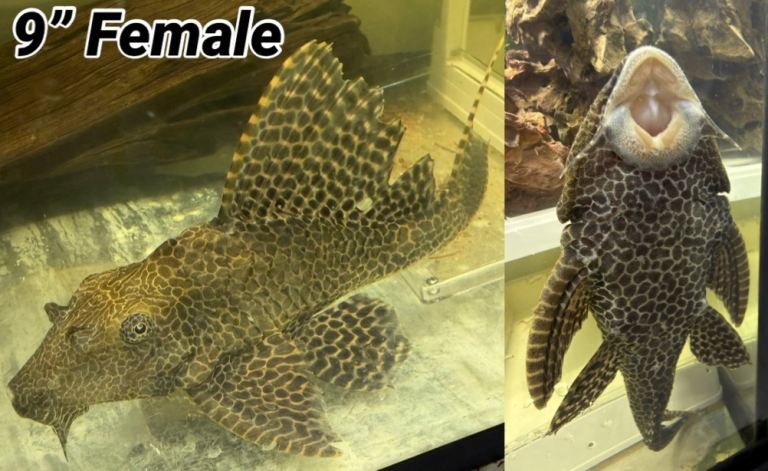 2 x Large Common Pleco Fish