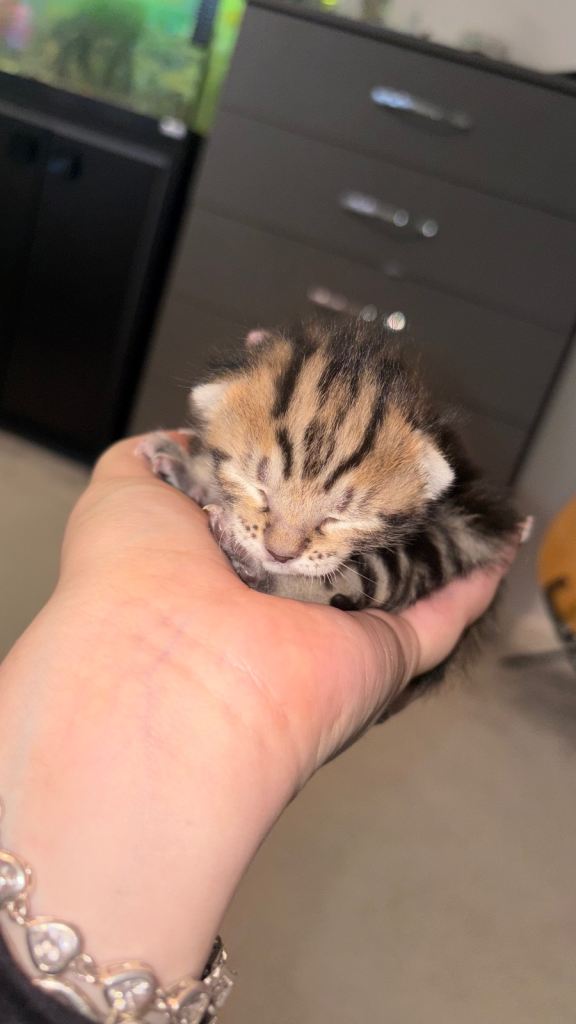 Bengal Cross kittens