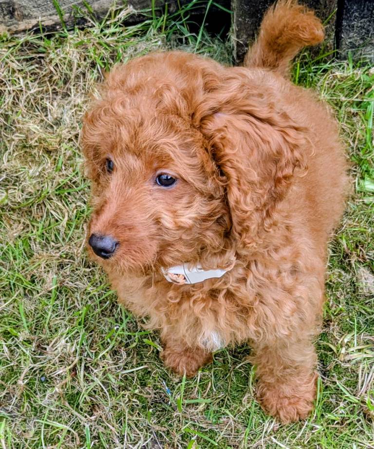 12 week old red female cockapoo 