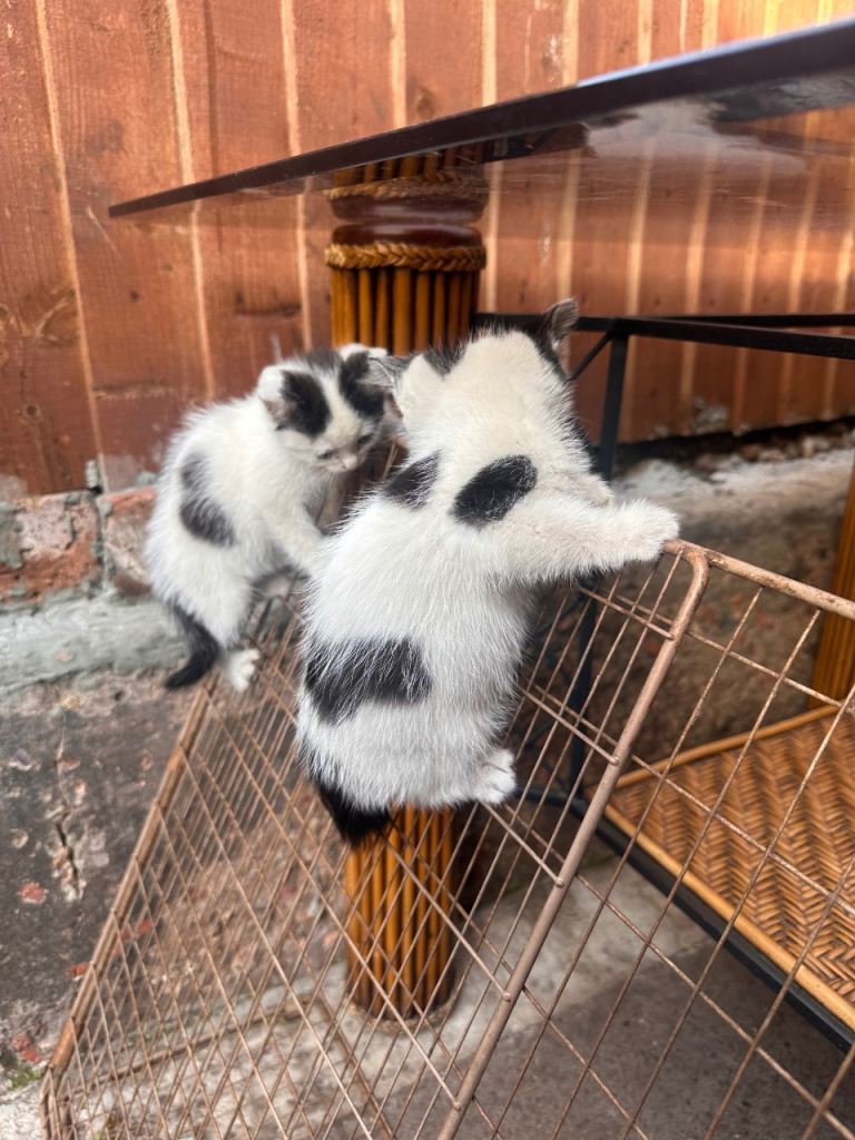 Kittens for sale 