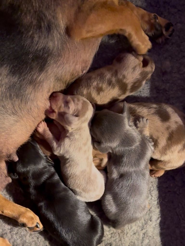 Miniature Dachshund Puppies
