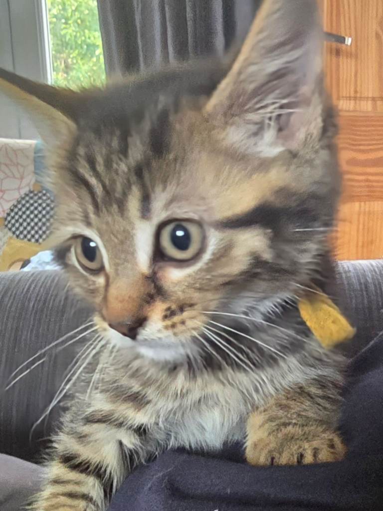 Kittens for sale