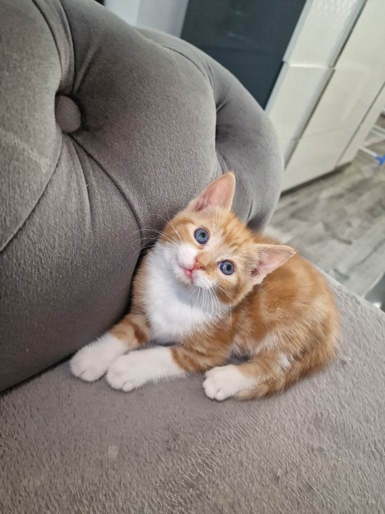 Kittens for sale 