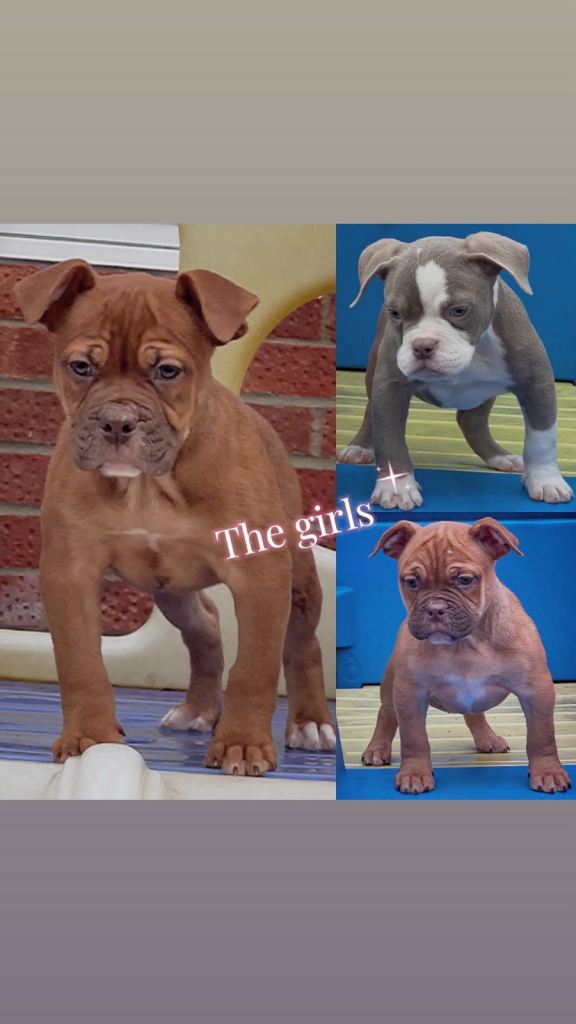 5 star licensed breeder please call for info!