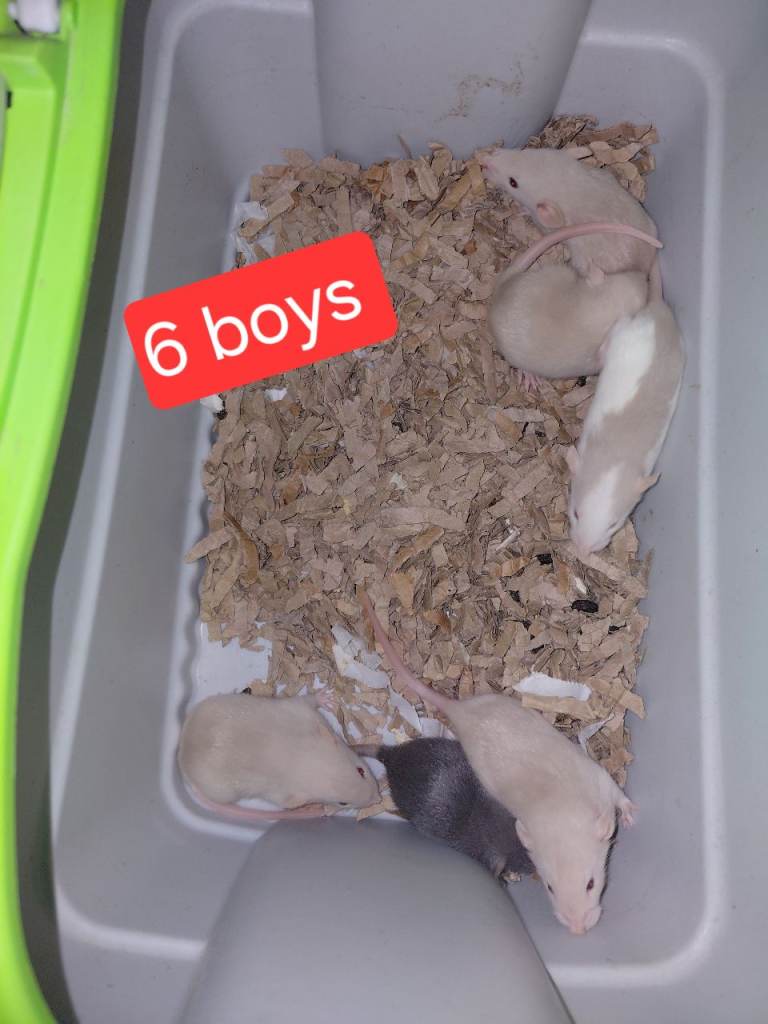 Dumbo rats 