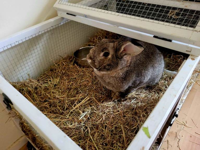 Medium sized Grey rabbit £130ono