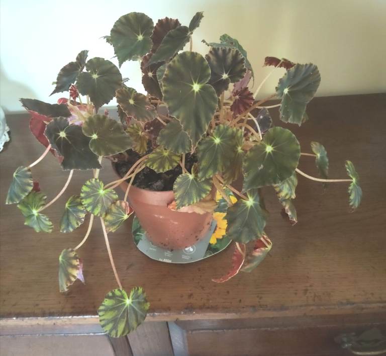 VARIAGATED BEGONIA, SPIDER AND TRADESCANTIA PLANTS Prices on ad