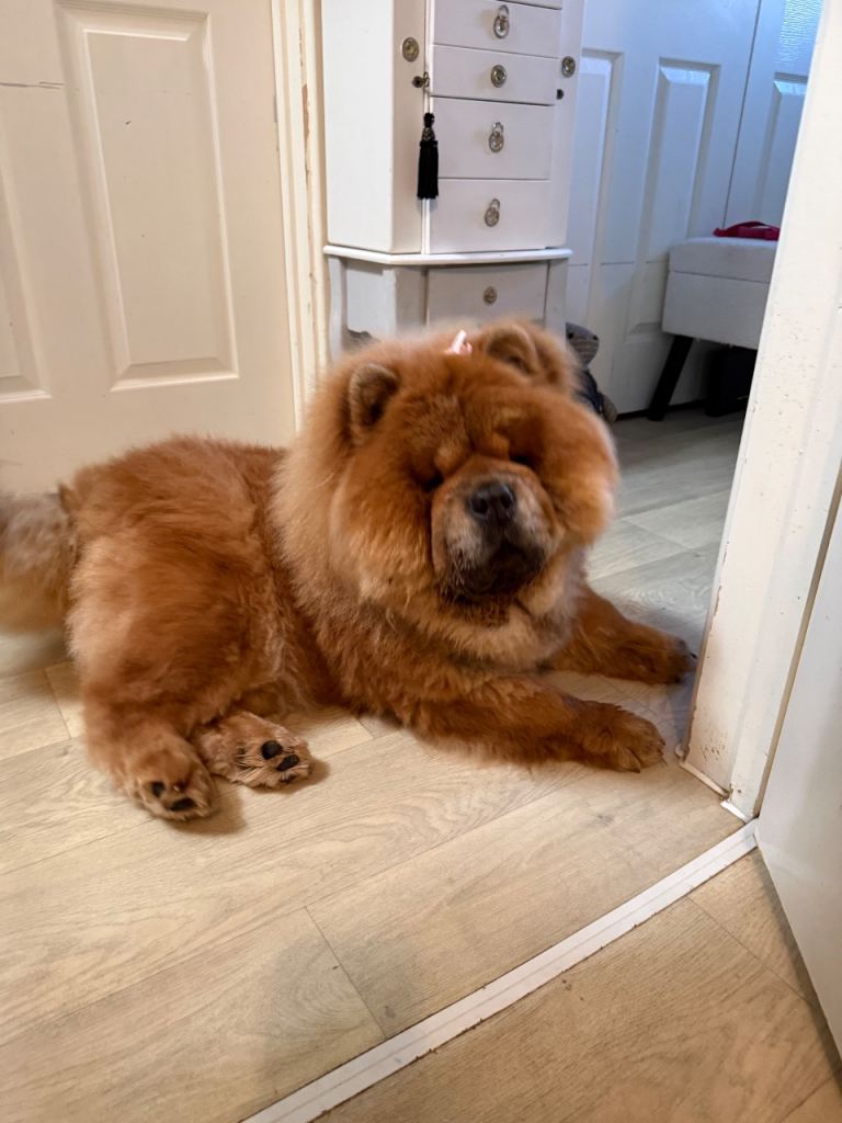 Red chow chow female teddy bear 