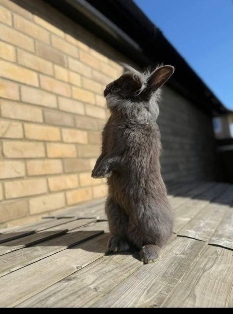 Pure-bred Grey Lionhead Rabbit (8 months old)