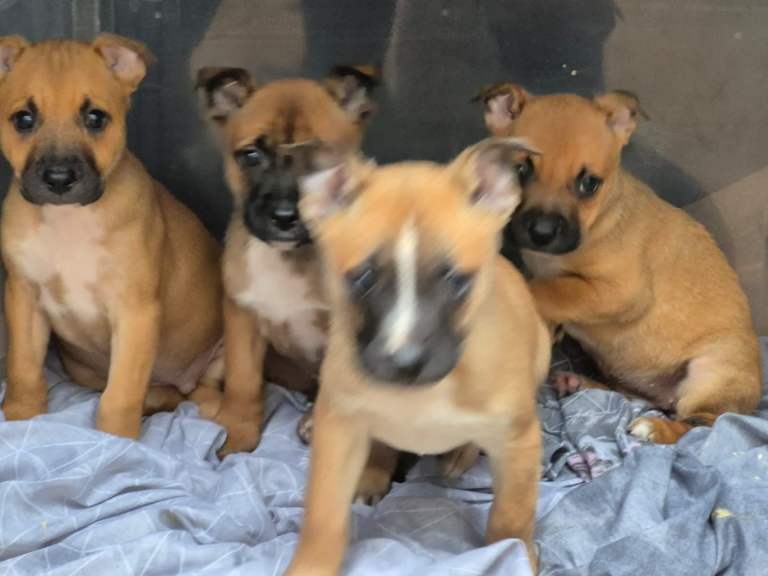 Staff pups