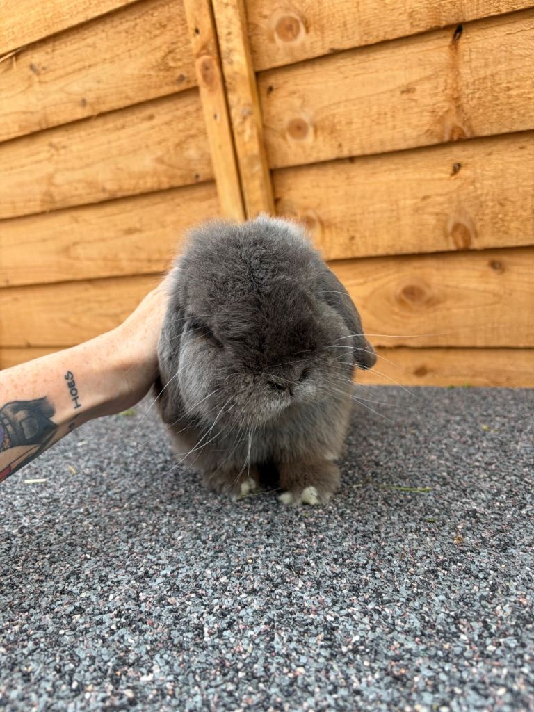 Mini lop boy blue/grey 