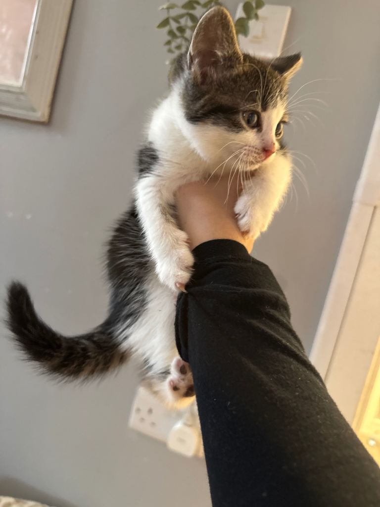 Kittens