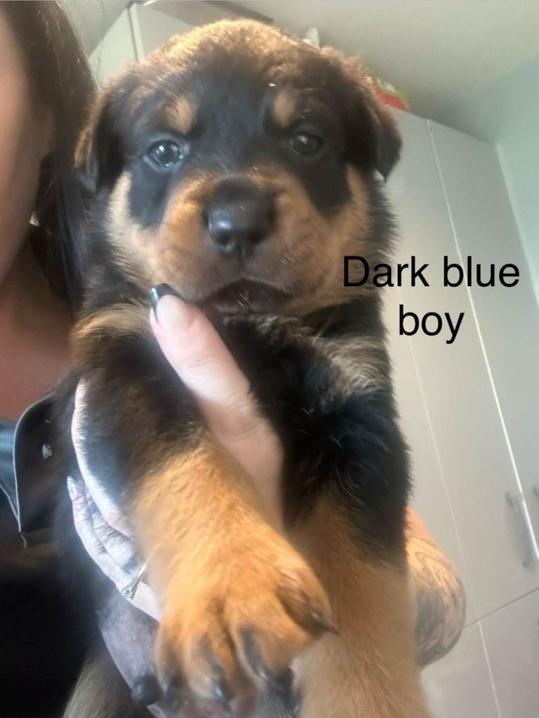 Chunky Rottweiler pups 