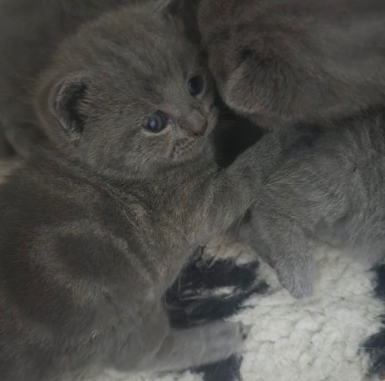 5 beautiful British short hair kittens ready to leave in 4 weeks!