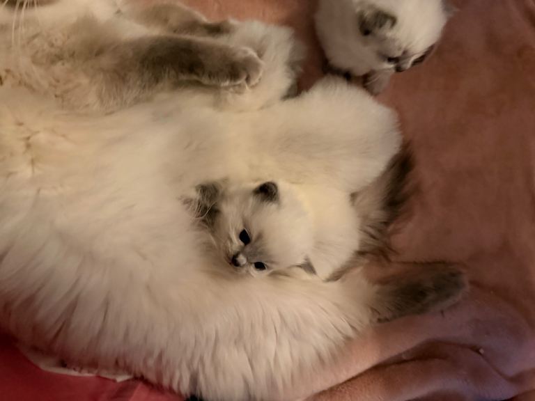 Ragdoll kittens