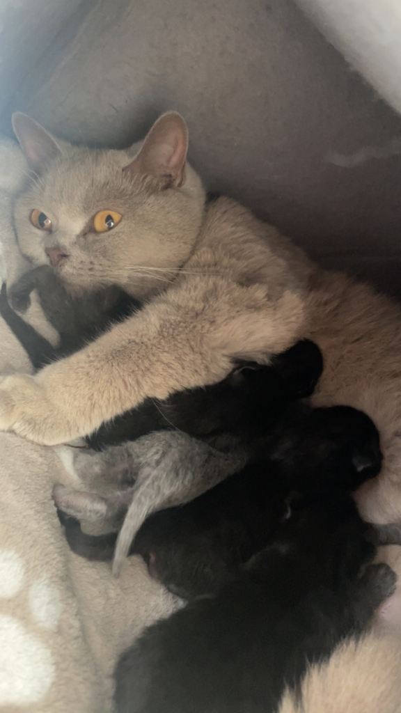  half British shorthair kittens 