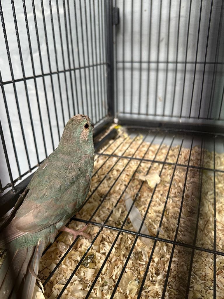 Cage with Kakari pair 