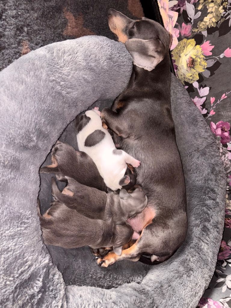 Miniature dachshunds 