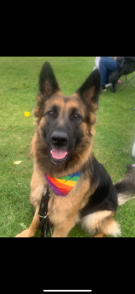 German shepherd neutered female 