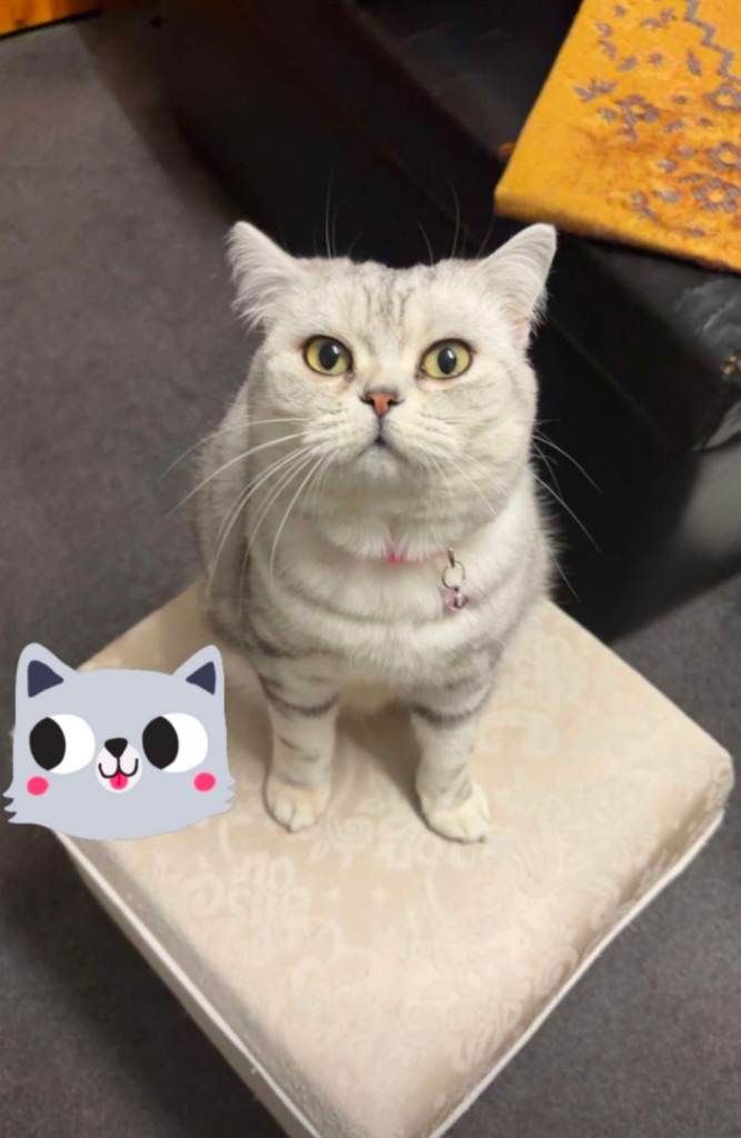British Short Hair x Silver tabby mixed breed 18months