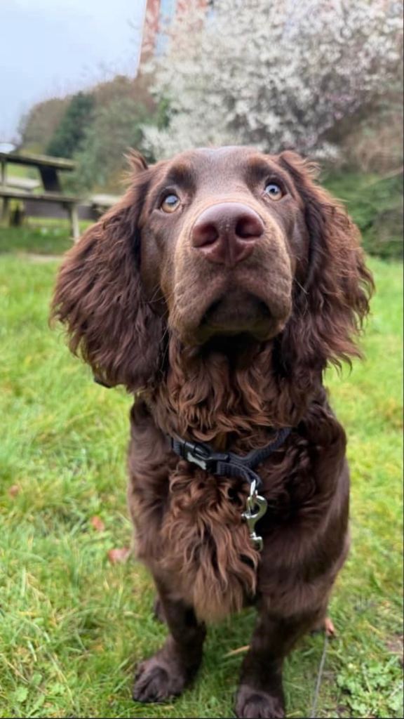 CHOCOLATE COAT - AMERICAN WATER SPANIEL