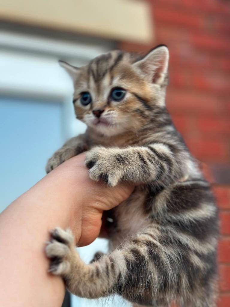 British shorthair kittens