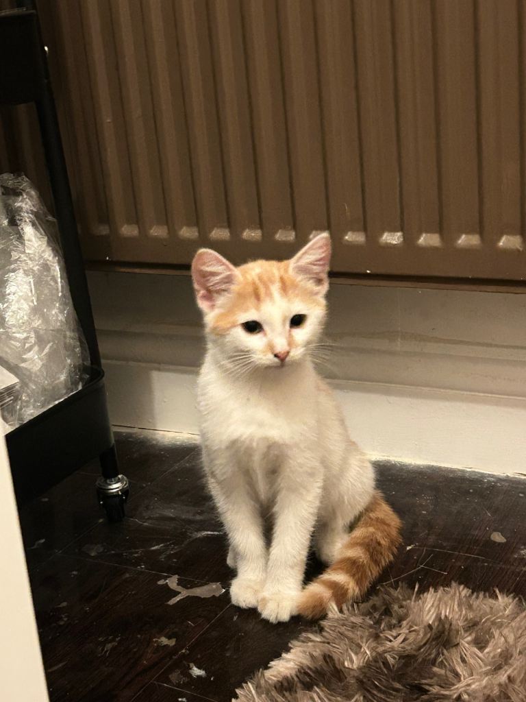2 baby kittens with new cage/need to be gone immediately 