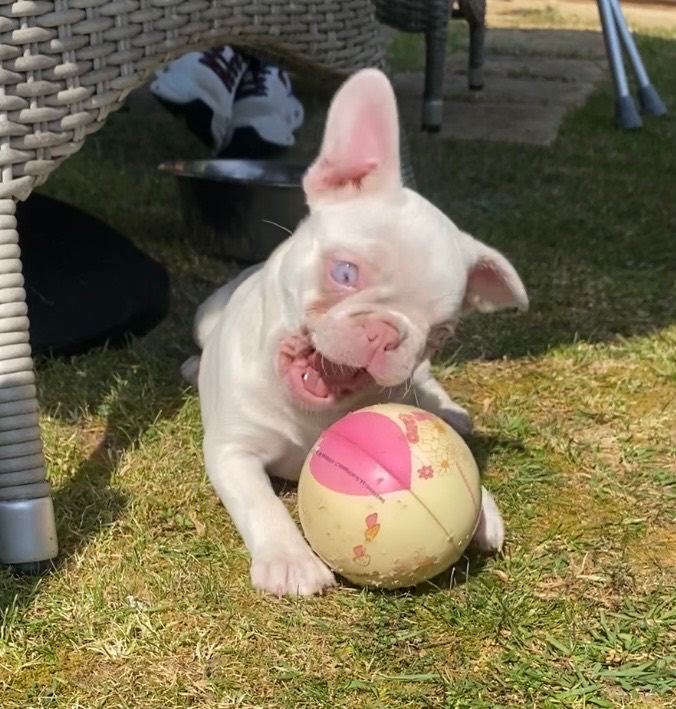 Last Pink female KC registered French Bulldog puppy
