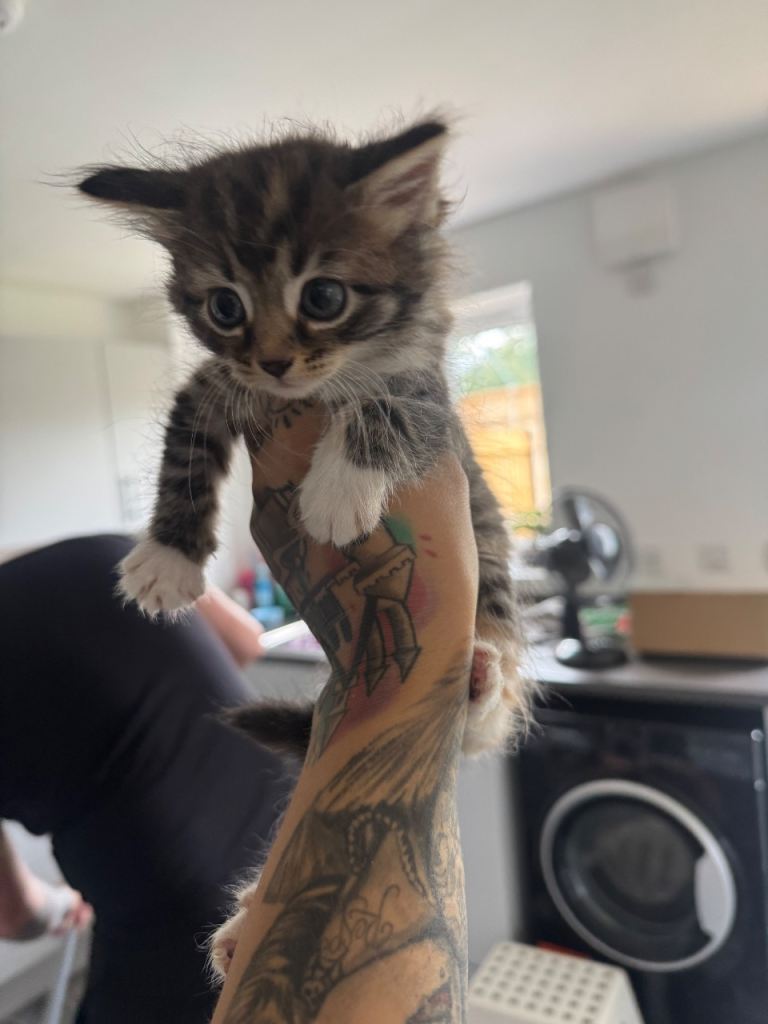 Beautiful kittens looking for forever homes 