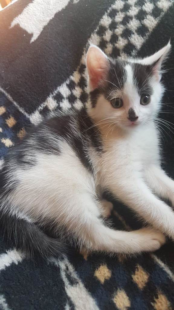 🐾 Adorable Kitten for Sale – £80🐾