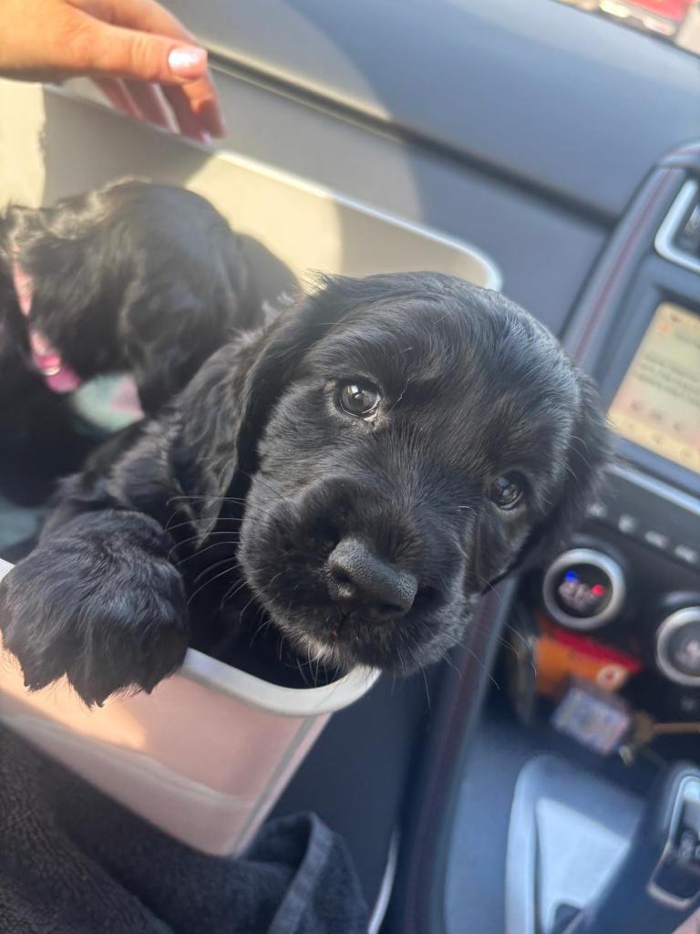 Cocker Spaniel (KC registered)