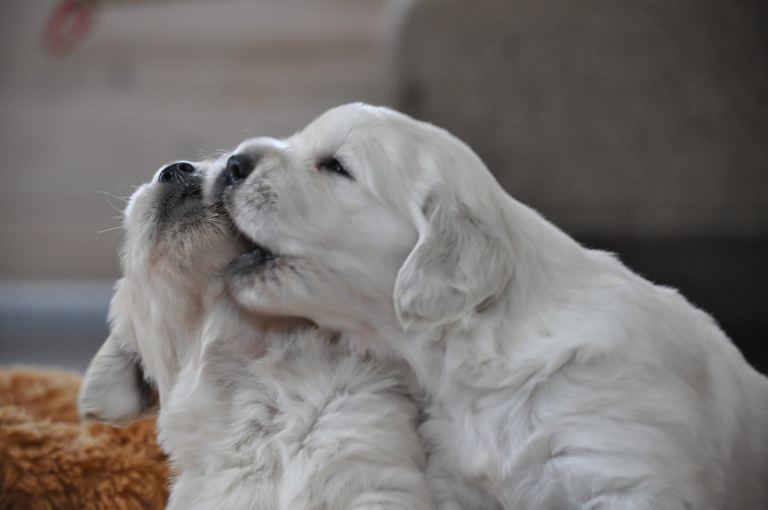 Golden Retriever Puppies available 
