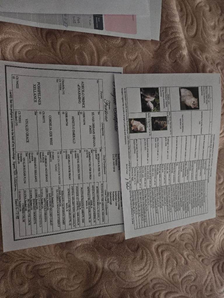 Persian cat for sale