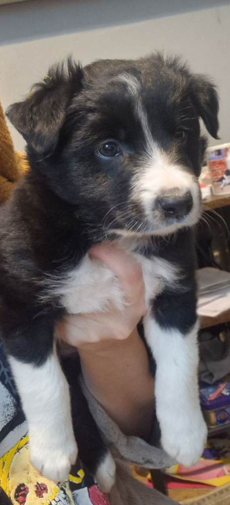 Collie pups for sale 