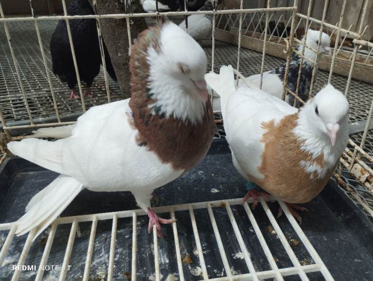 Iranian pigeon 