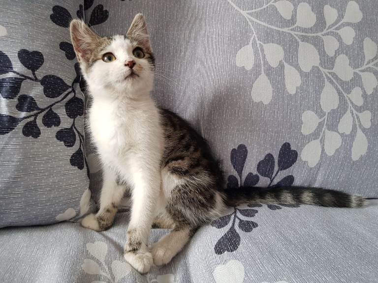 Female & Male Kittens - Ready for the Forever Homes - Super Friendly - Great with Kids £100 each 